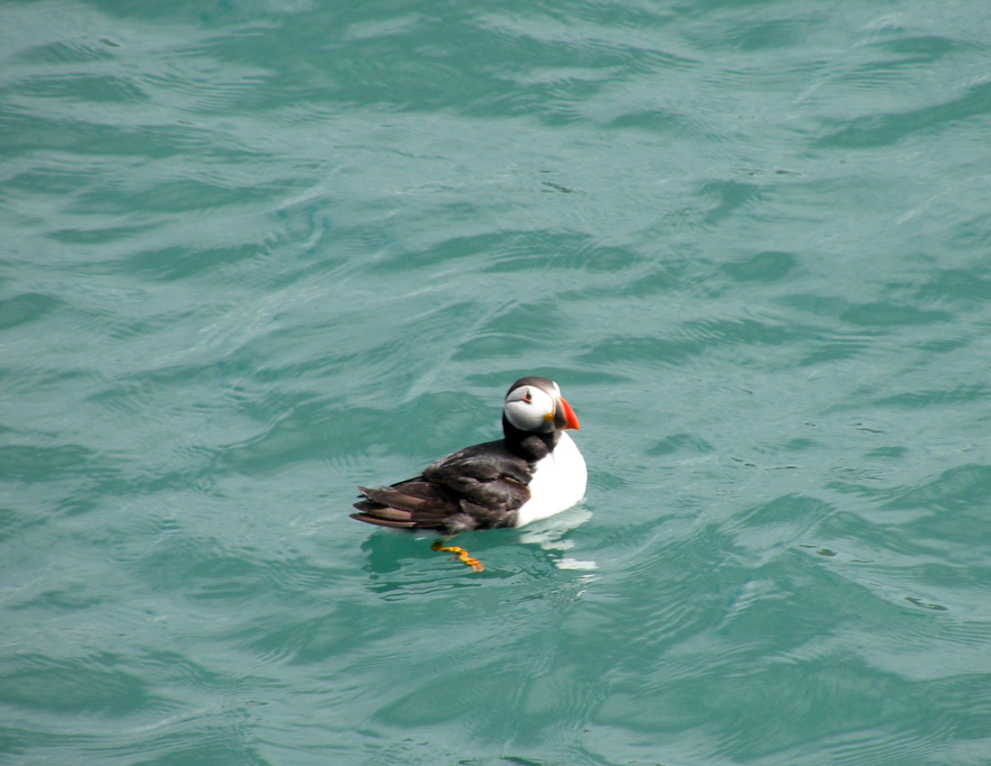 Gita all''isola di Skomer (Galles)